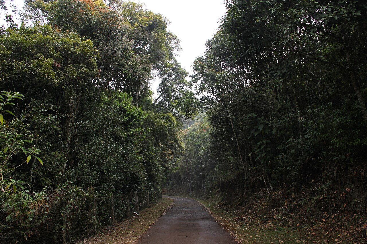 Shola forest landscape in the Western Ghats